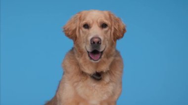 Tatlı Golden Retriever köpeği dilini çıkarıp nefes nefese etrafa bakıyor ve mavi arka planda hareket ediyor.