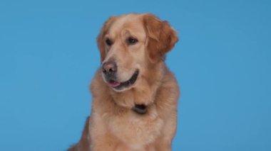 Güzel Goldie köpeği yan yana bakar, mavi arka planda otururken dilini çıkarır ve nefes nefese kalır