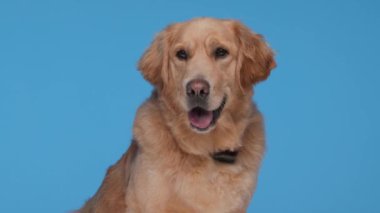 Tatlı Golden Retriever 'ın videosu. Dili açık, etrafa bakıyor ve mavi arka planda oturuyor.