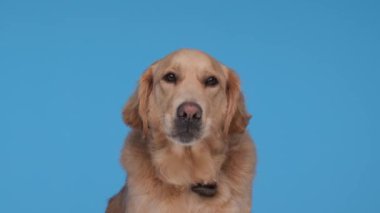 Açgözlü Golden Retriever köpeği dilini çıkarıp burnunu yalarken merak ediyor ve mavi arka plana bakıyor.