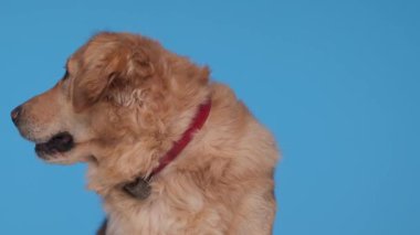 Kırmızı yakalı tatlı Labrador av köpeği mavi arka planda otururken dilini çıkarıp nefes nefese kalmış.
