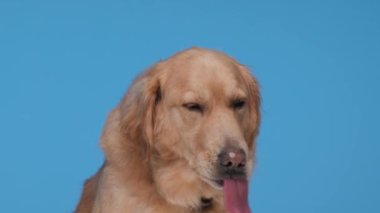 Dilini çıkaran, burnunu yalayan, nefes alıp veren, mavi arka planda oturan aç Goldie köpeği.