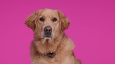 Tatlı Golden Retriever köpeği, pembe arka planda oturup beklerken dilini çıkarıp nefes nefese kalıyordu.