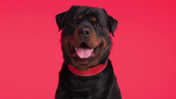 Mutlu Köpek Yavrusu Videosu Dili Çıkmış Tükürük Damlatıyor Ileriye Bakıyor — Stok video