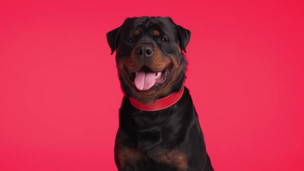 漂亮的迷迭香的成年狗 头戴红领子 张嘴喘息 流口水 坐在红色的背景上 — 图库视频影像
