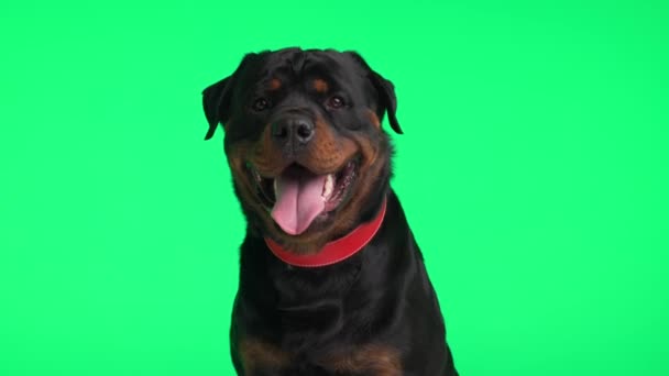 Aranyos Nagy Rottweiler Kutya Kiálló Nyelv Csöpögő Nyál Hogy Türelmetlen — Stock videók
