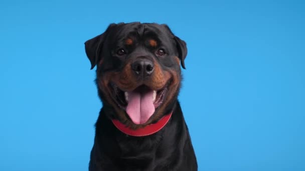 赤い襟が舌を出し 青い背景の前でパンチングする愛らしいロットイラー大人の犬のプロジェクトビデオ — ストック動画