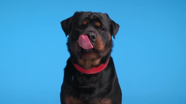 Hungry Rottweiler Puppy Red Collar Dripping Saliva While Panting Looking — Stock Video