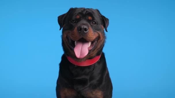 幸せな黒いロットイラー大人の犬は 赤い襟を着用し 舌を突き出し 青い背景の前にパンチング — ストック動画