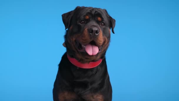 Cauteloso Rottweiler Cão Com Colarinho Vermelho Ofegante Sendo Cauteloso Olhando — Vídeo de Stock