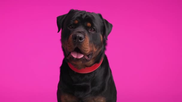 幸せな貪欲なロットワイラー犬と赤い襟が舌を出し 座ってピンクの背景でスナックを待っている間唾液をパンチし ドリッピング — ストック動画