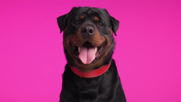 赤い襟で舌を出し 唾液を落とし ピンクの背景でスナックに興奮している貪欲なロットワイラーの子犬のプロジェクトビデオ — ストック動画
