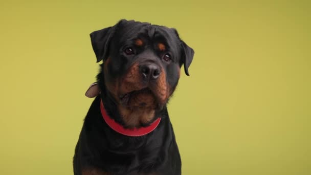 Bonito Preto Rottweiler Cão Com Colarinho Vermelho Olhando Para Frente — Vídeo de Stock