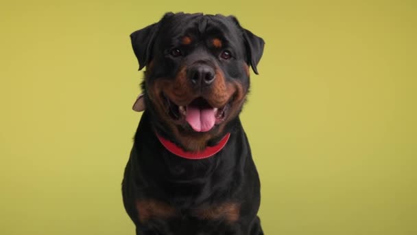 Ansioso Rottweiler Filhote Cachorro Adulto Sentado Olhando Para Frente Ofegante — Vídeo de Stock