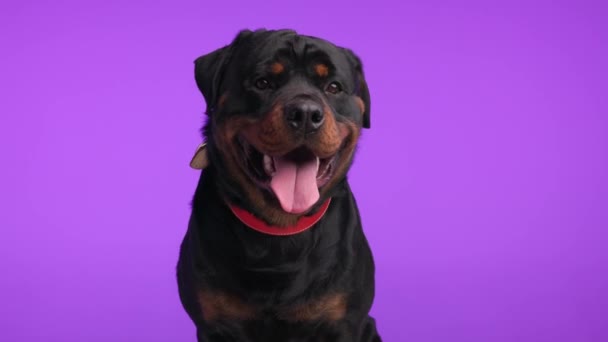 愛らしい黒いロットワイラー犬 舌とパンチを突き出し 幸せで 紫色の背景に座っている間食べ物をドロールして待っています — ストック動画