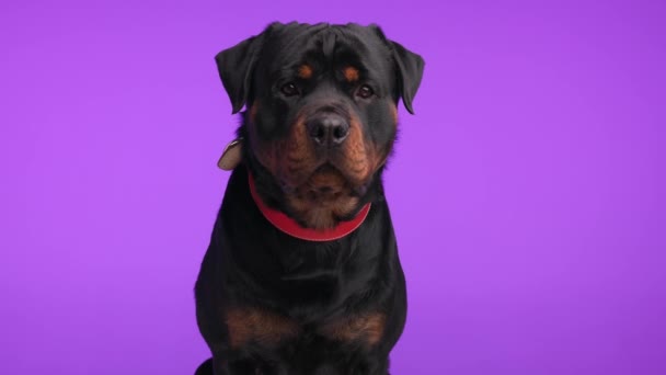 赤い襟のドロールを施した好奇心旺盛なロットワイラーの子犬 先に見て 紫色の背景に舌を突き刺し — ストック動画