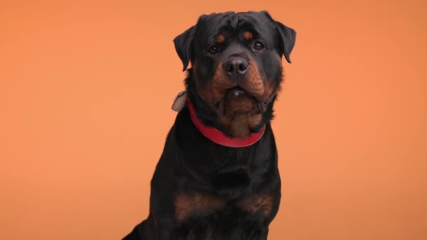 Ansioso Cachorro Rottweiler Preto Saindo Língua Babando Sendo Impaciente Para — Vídeo de Stock