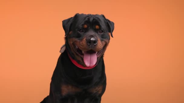 Krásný Černý Rotvajler Dospělý Pes Červeným Límcem Vyčnívající Jazyk Lapání — Stock video