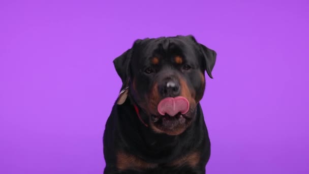 Greedy Rottweiler Puppy Licking Nose Mouth Panting Dripping Saliva Sitting — Stock Video