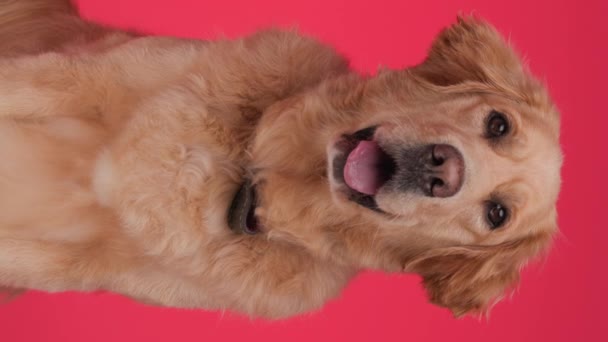Vídeo Vertical Cão Bonito Golden Retriever Saindo Língua Ofegante Enquanto — Vídeo de Stock