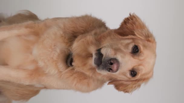 愛らしいラブラドールのリトリーバーの子犬の垂直ビデオは 先に見て 舌とパントを突き出し 灰色の背景に座ってスニッフィング — ストック動画