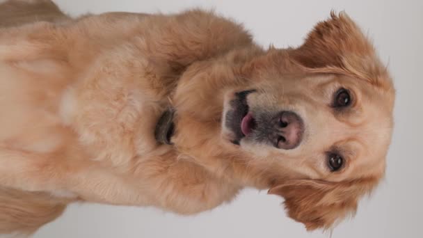 Happy Golden Retriever Dog Sticking Out Tongue Ofegante Olhando Para — Vídeo de Stock
