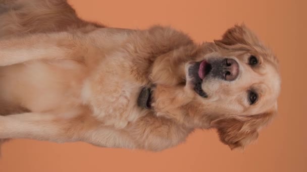 Schöner Labrador Retriever Welpe Streckt Die Zunge Heraus Hechelt Blickt — Stockvideo