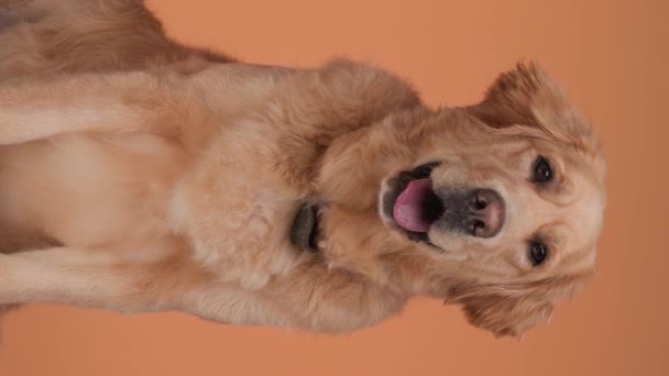 Vídeo Vertical Adorable Cachorro Golden Retriever Mirando Hacia Adelante Sacando — Vídeo de stock