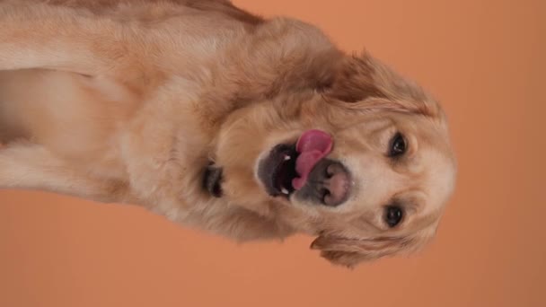 Жадный Маленький Золотистый Ретривер Собака Облизывает Нос Глядя Вперед Сидя — стоковое видео
