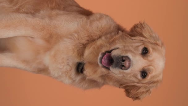 ハッピーゴールデンレトリーバー犬の垂直ビデオ 舌を露出させ 周りを見回してオレンジ色の背景に座る — ストック動画