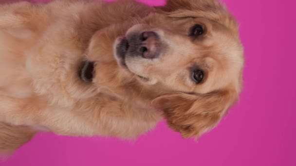 ピンクの背景にパンチしながら 首輪が離れて見え 座って舌を突き出している愛らしいラブラドールの回収子犬 — ストック動画