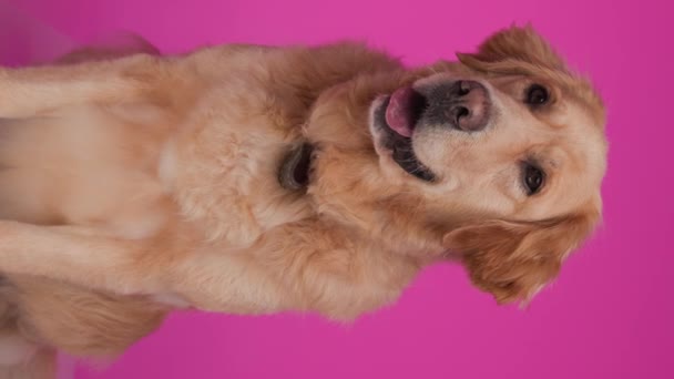 Vídeo Vertical Cão Bonito Golden Retriever Saindo Língua Ofegante Olhando — Vídeo de Stock