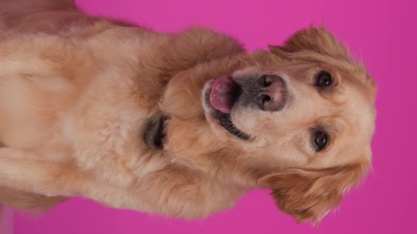 かわいいゴールデンレトリーバーの子犬は離れて見て 舌でパンチし ピンクの背景に座っています — ストック動画