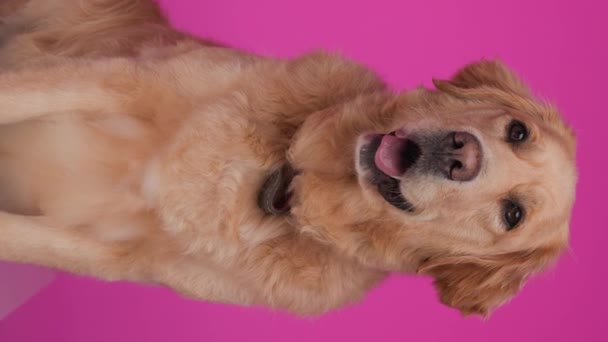 Video Verticale Felice Labrador Retriever Cucciolo Con Colletto Sporgente Lingua — Video Stock