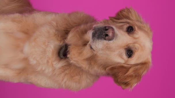 Labrador Ingin Tahu Anjing Retriever Duduk Melihat Pergi Dan Mengendus — Stok Video