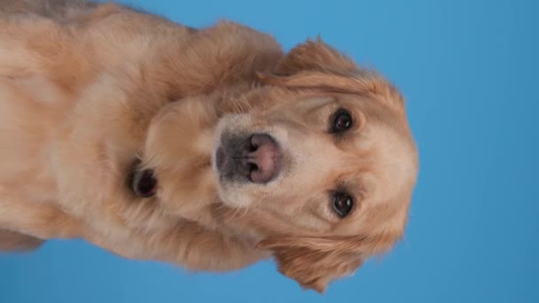 Adorable Perrito Golden Retriever Sobresaliendo Lengua Jadeando Lamiendo Nariz Mientras — Vídeos de Stock