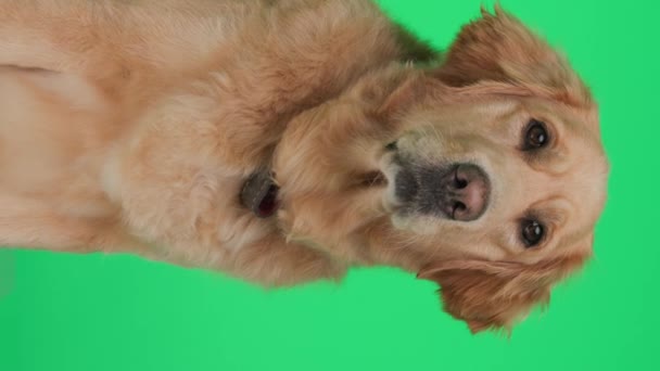 美しいラブラドールの回収犬は周りを見回し 舌でパンチングし 緑の背景に座っています — ストック動画