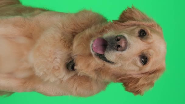 美しいゴールデンレトリーバー犬の垂直ビデオ 舌とパンティーを突き出し 前方と緑の背景に座って — ストック動画