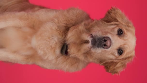 Adorable Cachorro Labrador Retriever Sentado Mirando Hacia Adelante Jadeando Con — Vídeos de Stock