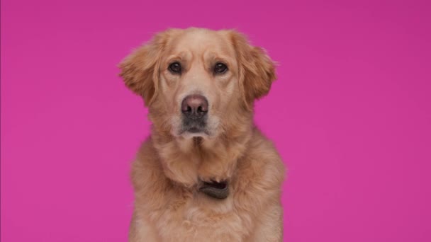 Hermoso Perro Golden Retriever Sentado Mirando Hacia Adelante Mirando Alrededor — Vídeo de stock