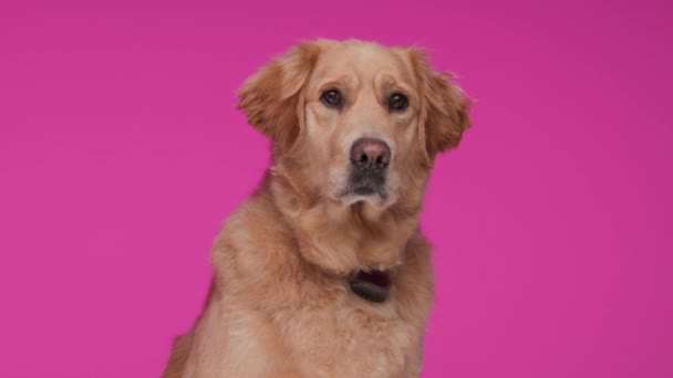 退屈な小さなラブラドールの回収犬が周りを見回して待って スタジオでピンクの背景の前に座ってポーズ — ストック動画