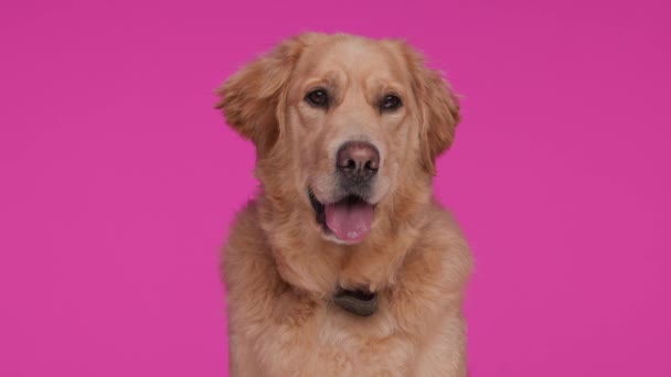 拉布拉多犬珍贵的猎犬在环视四周 坐在粉色背景上时 会伸出舌头喘息 — 图库视频影像