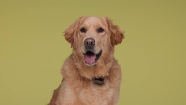 Tatlı Golden Retriever Köpeği Dilini Çıkarıp Nefes Alıyor Etrafına Bakıyor — Stok video