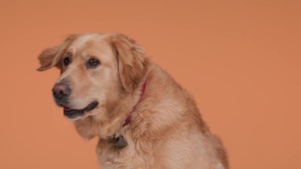 好奇心旺盛な小さなゴールデンレトリーバーの子犬は周りを見回し 舌を突き出し オレンジ色の背景に座っている間パンチング — ストック動画
