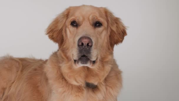 Χαριτωμένο Σκυλί Golden Retriever Κοιτάζοντας Προς Εμπρός Ξαπλωμένη Προεξέχουν Γλώσσα — Αρχείο Βίντεο