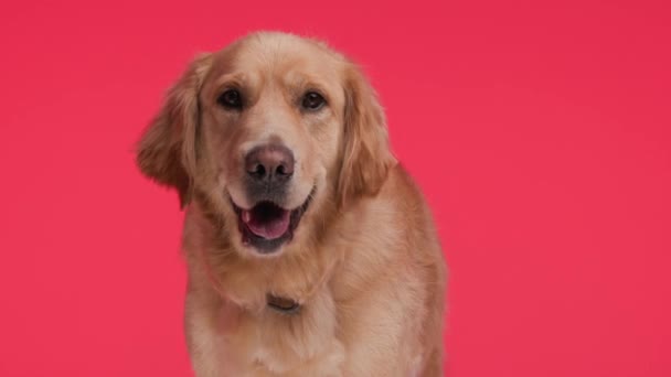 Mooie Golden Retriever Hond Steken Uit Tong Hijgen Tijdens Het — Stockvideo