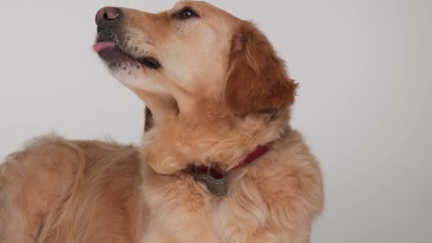 Güzel Labrador Retriever Köpeğinin Yukarı Baktığı Meraklı Olduğu Burnunu Yaladığı — Stok video