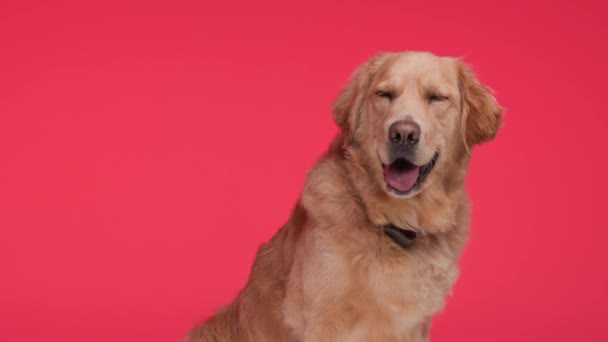 Tampilan Samping Anak Anjing Goldie Menggemaskan Dengan Kerah Merah Duduk — Stok Video