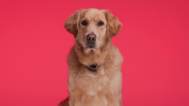 Kırmızı Yakalı Tatlı Golden Retriever Köpeği Kırmızı Arka Planda Dili — Stok video