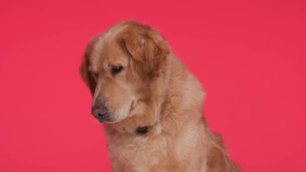 Rozkošný Goldie Pes Límečkem Dívá Dolů Vyčnívat Jazyk Lapání Dechu — Stock video